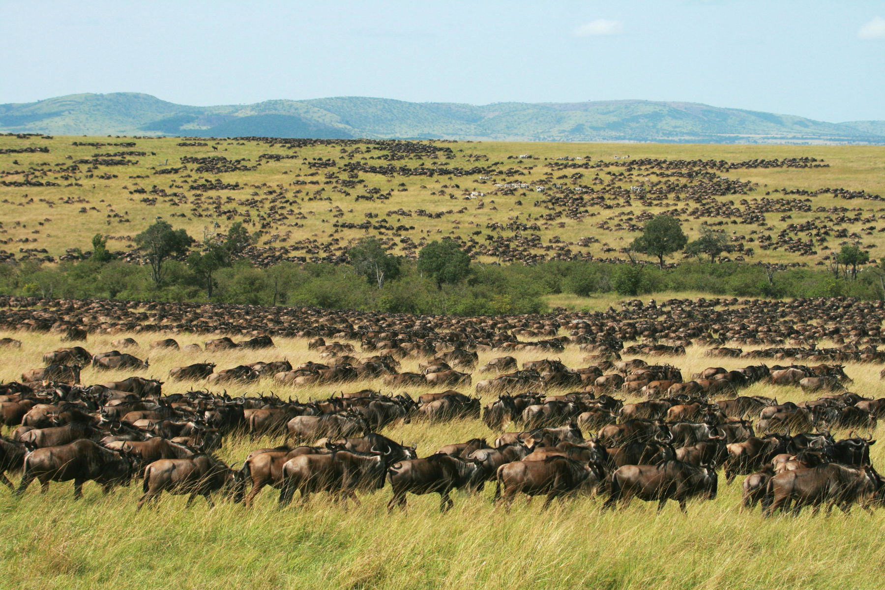 A massive animal migration is still happening in the Maasai Mara